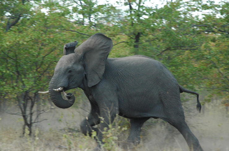 Elefant rennt